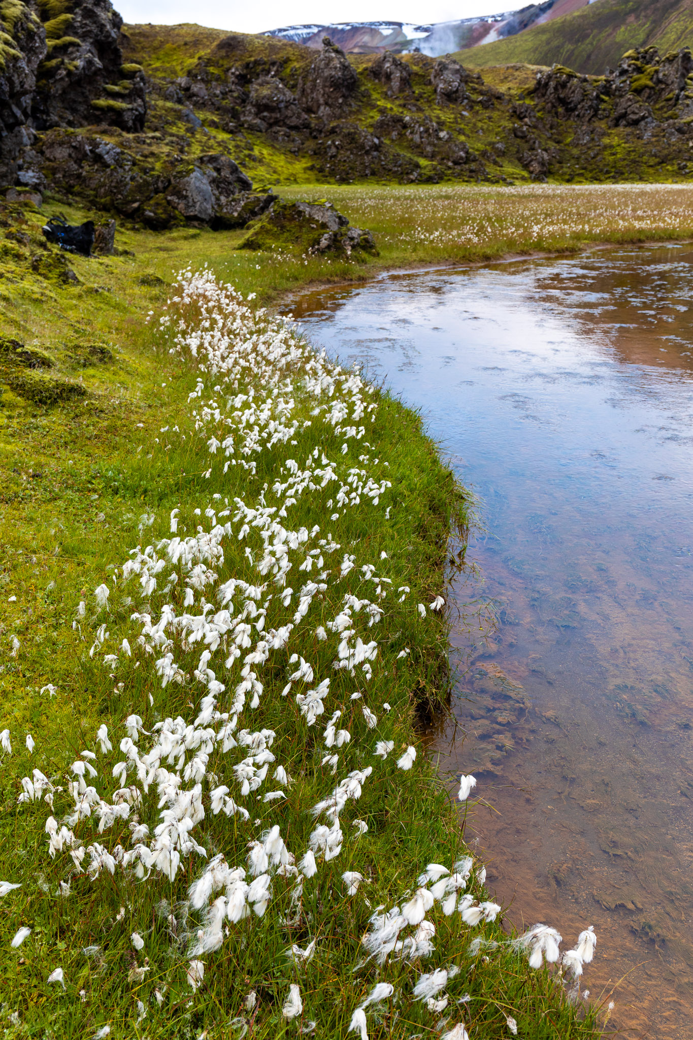 Cotton Grass