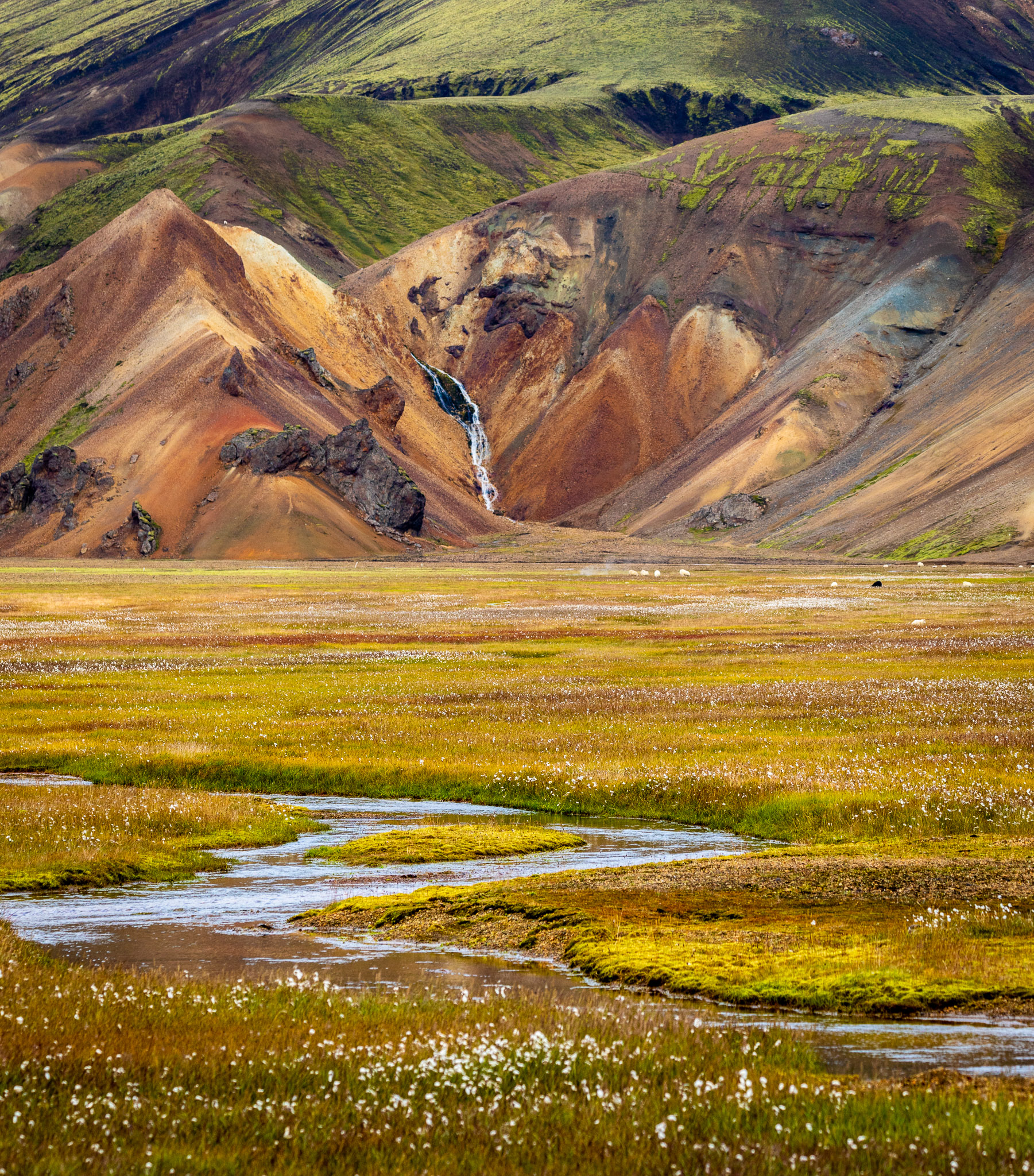 Landmannalaugar Meadow