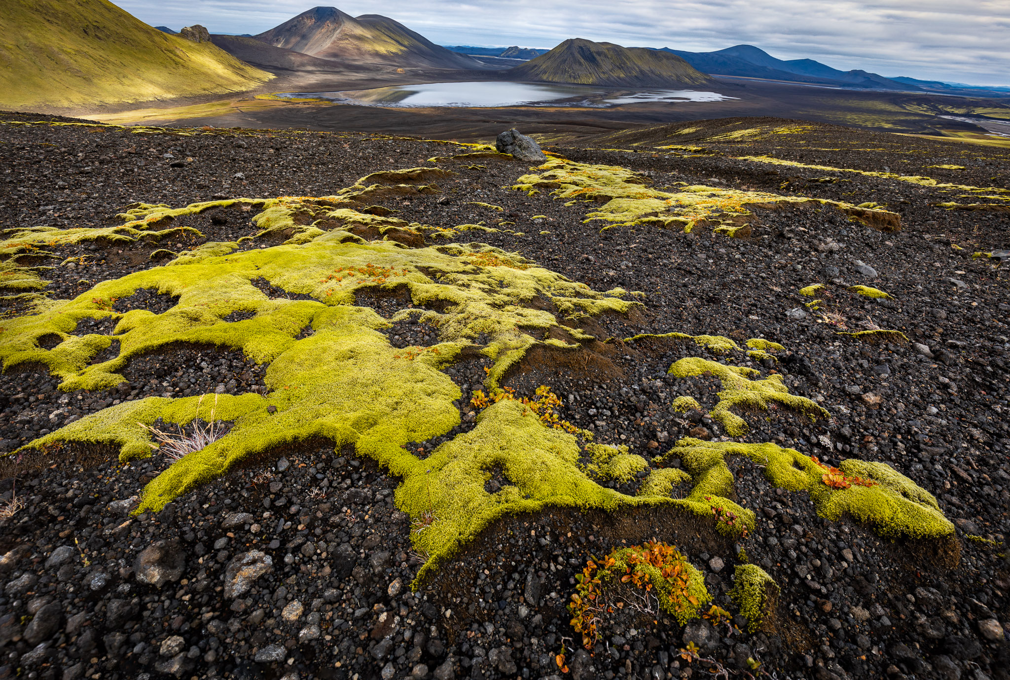 Highlands Moss