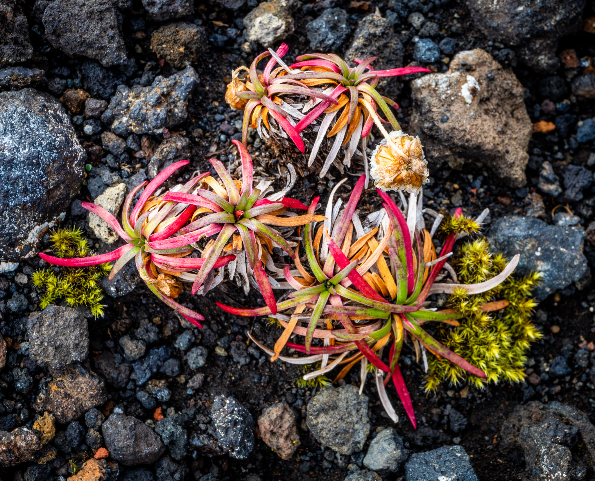 Sea Thrift Wildflower