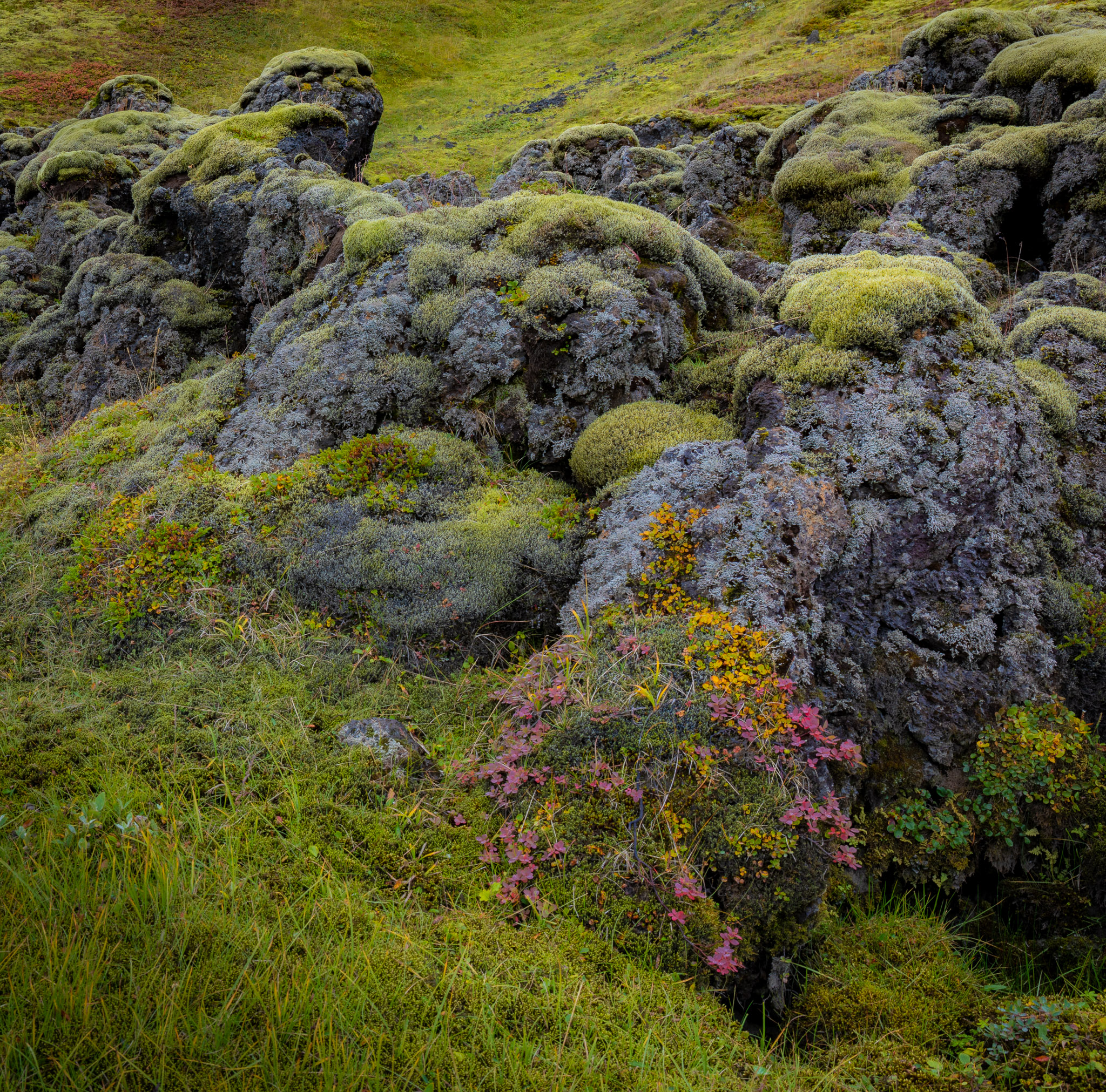 Moss near Hut Skælingar