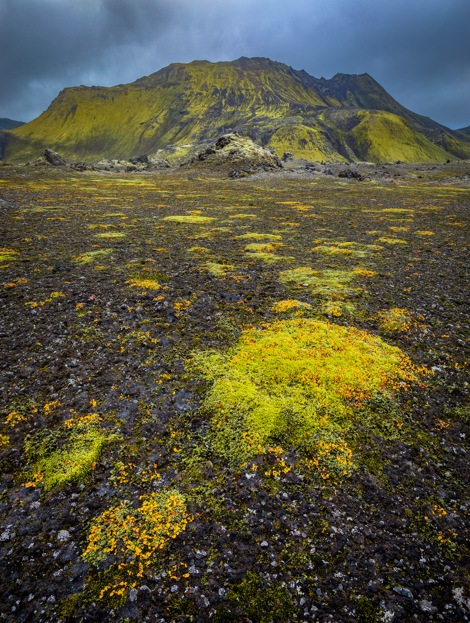 Highlands Ground "Cover"