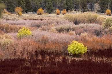 Prineville Reservoir Floor