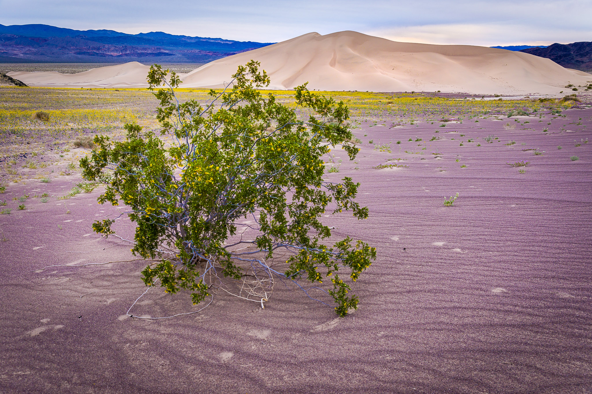 Ibex Dunes, Death Valley