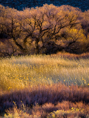 Owens Valley Early Morning Color
