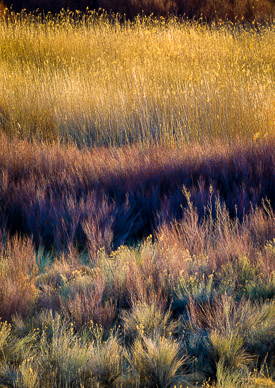 Owens Valley Early Morning Color