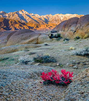 Sierra & wildflower, Alabama Hills