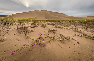 Ibex Dunes, Death Valley