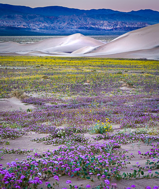Ibex Dunes, Death Valley