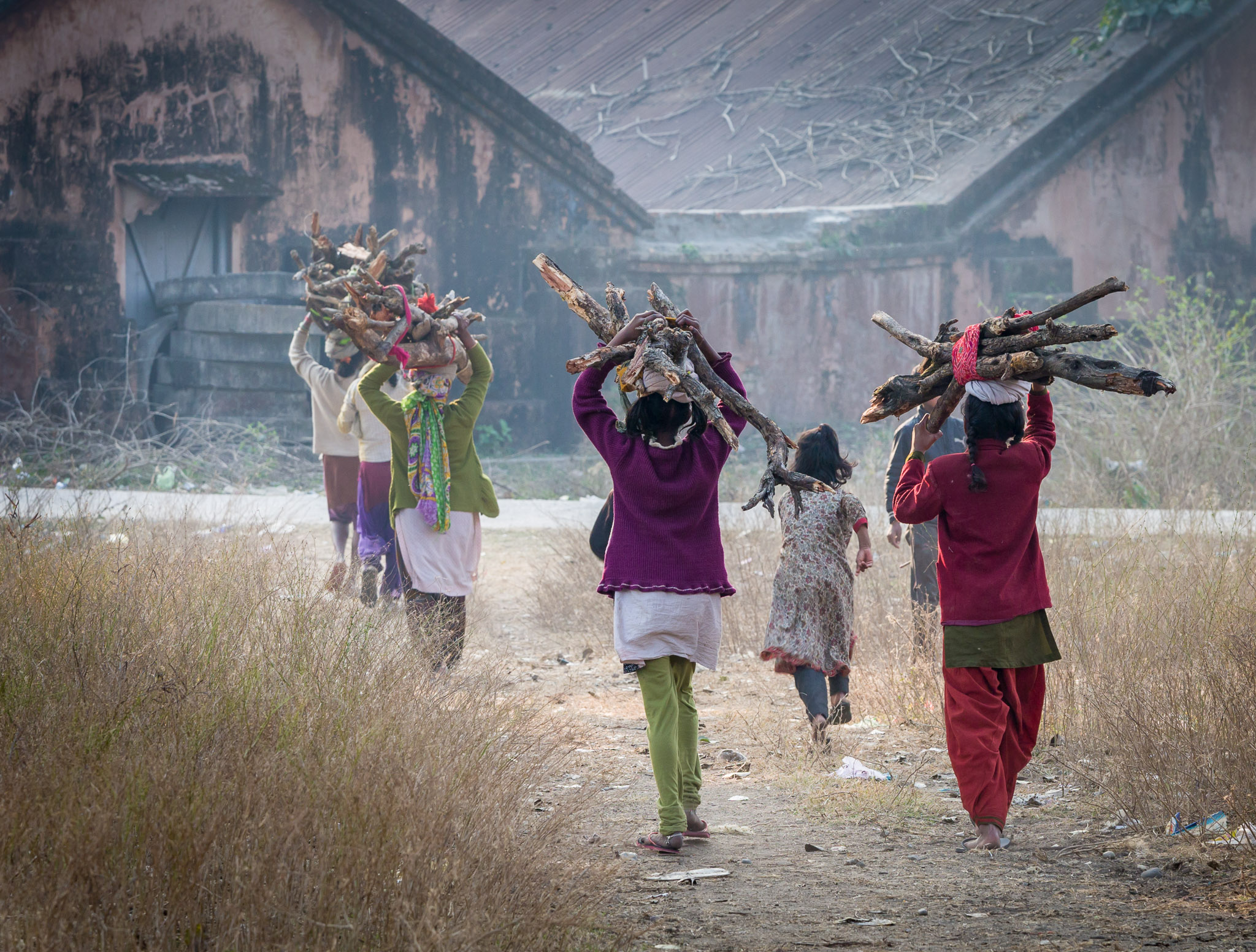 Firewood gathering