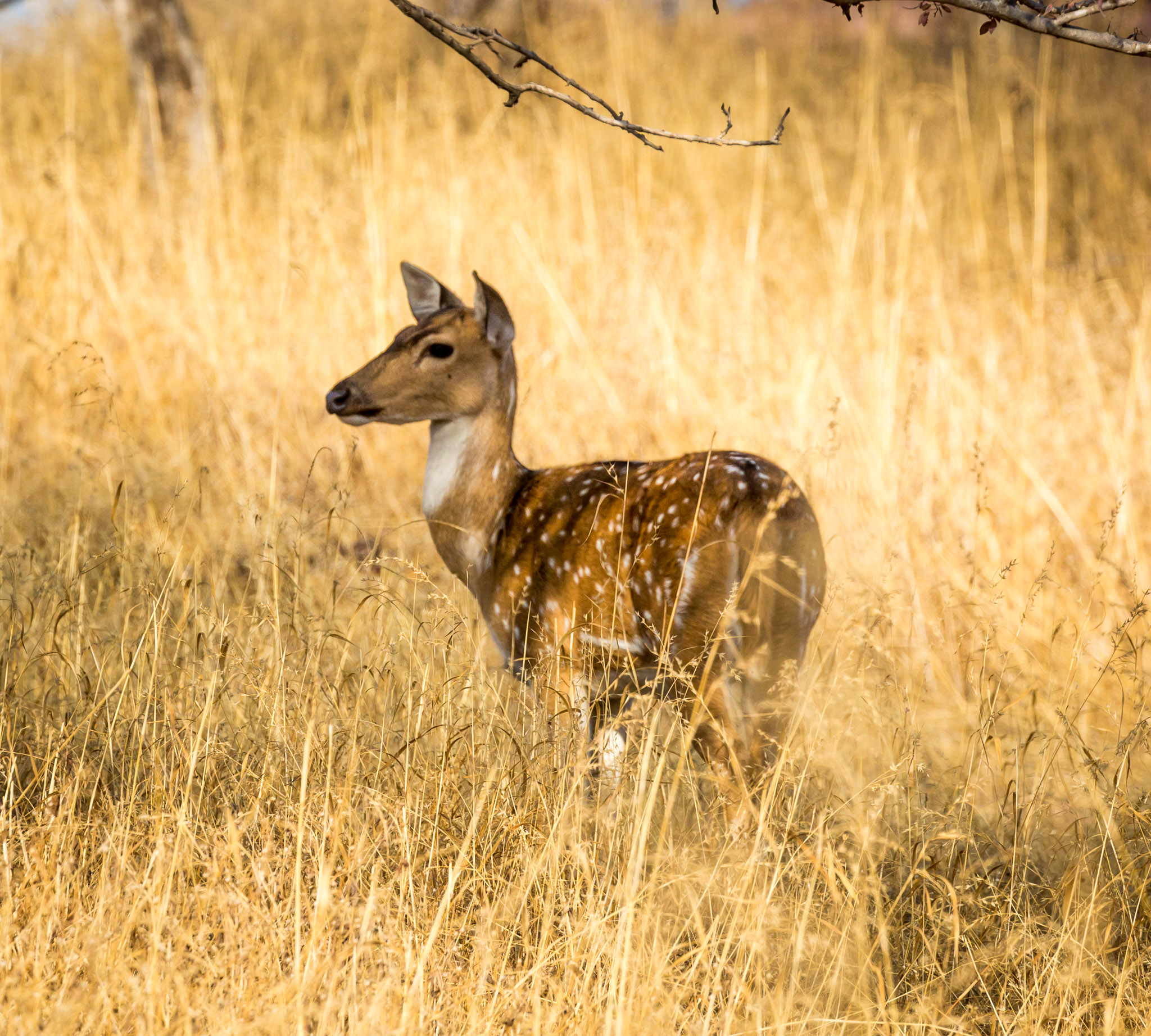 Ranthambore deer