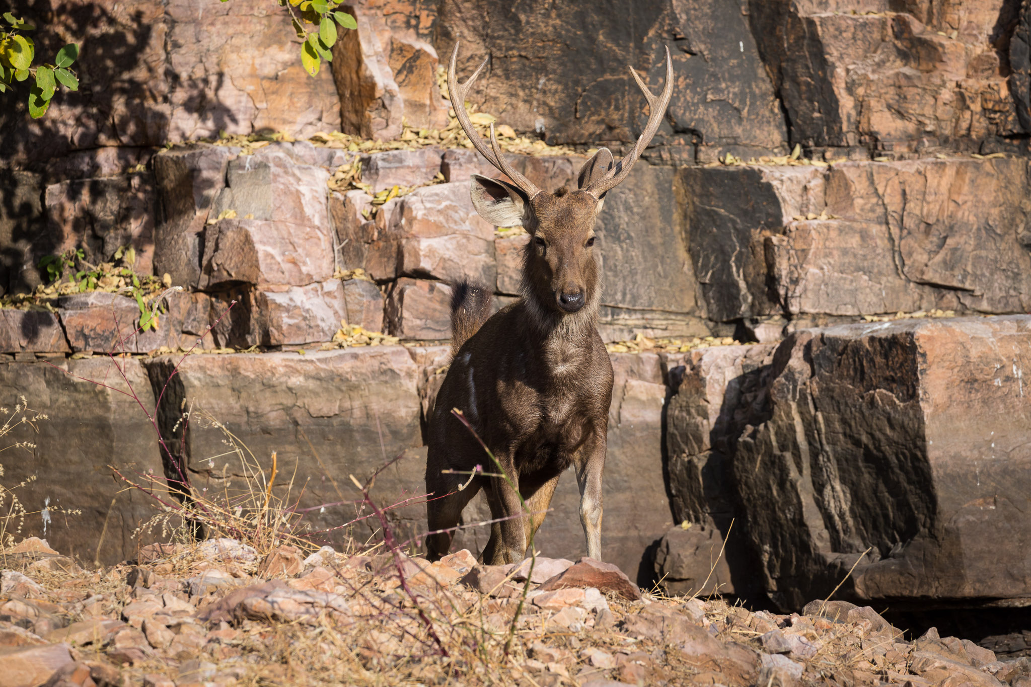 Ranthambore deer