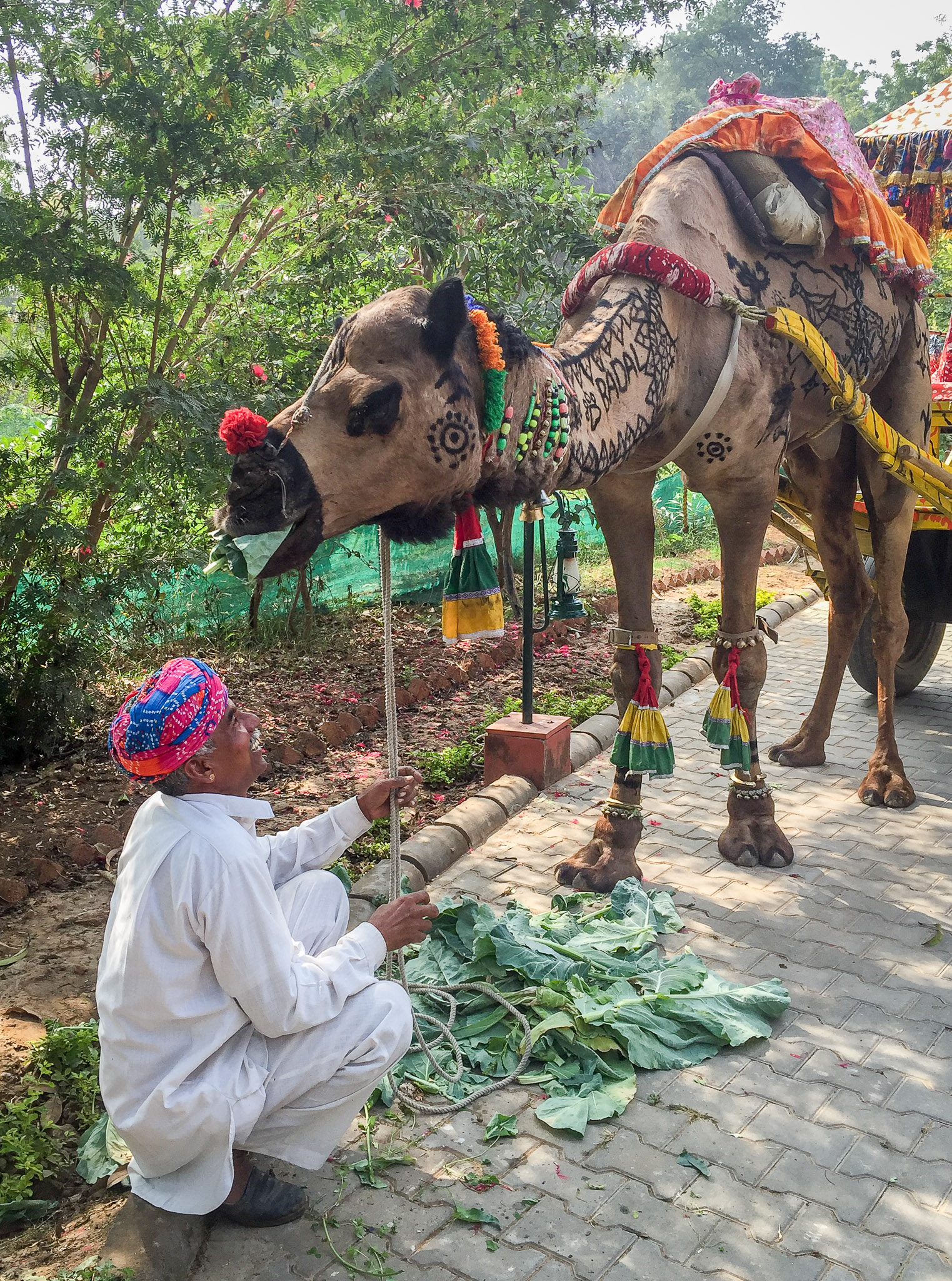 Hotel camel