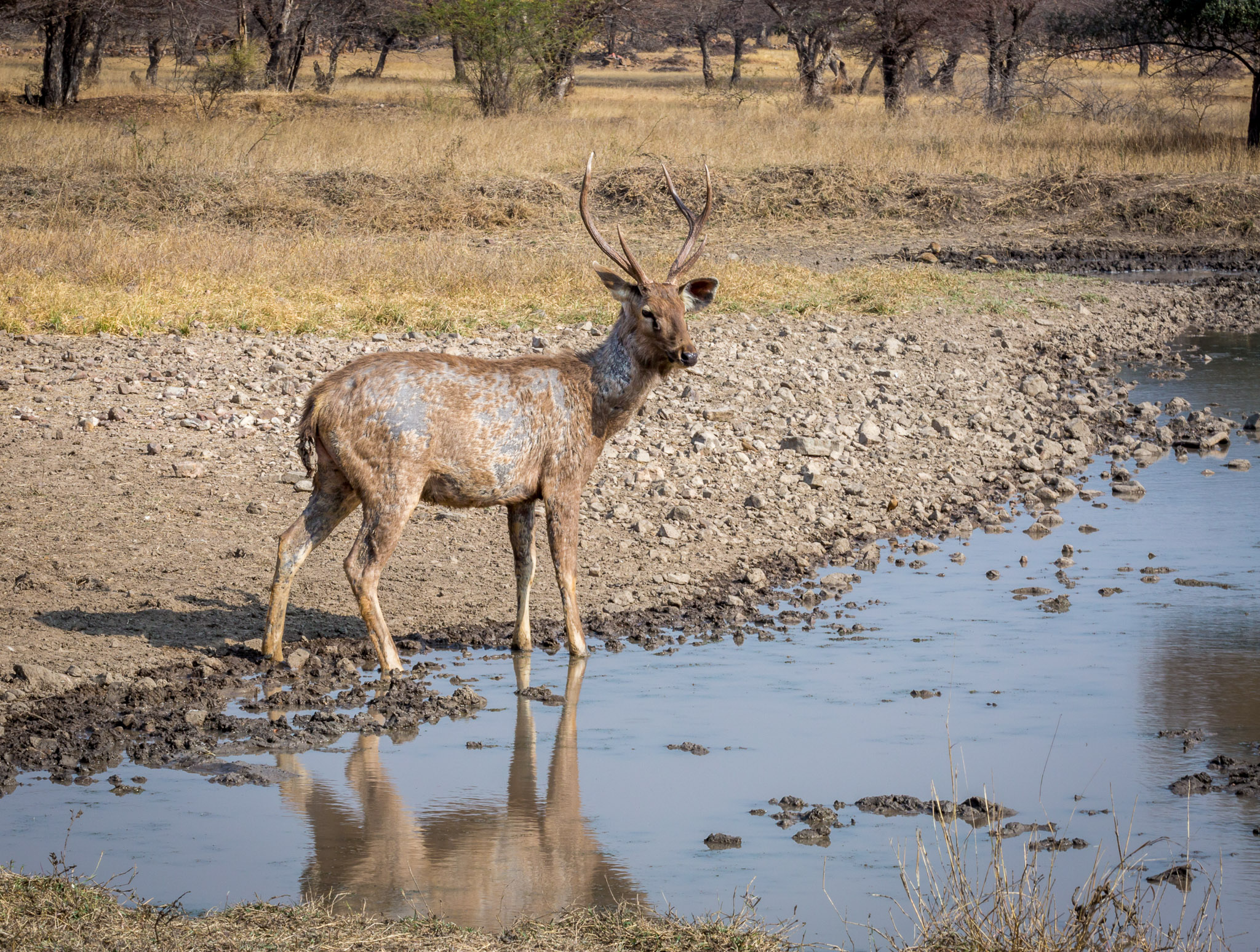 Ranthambore waterhole wildlife