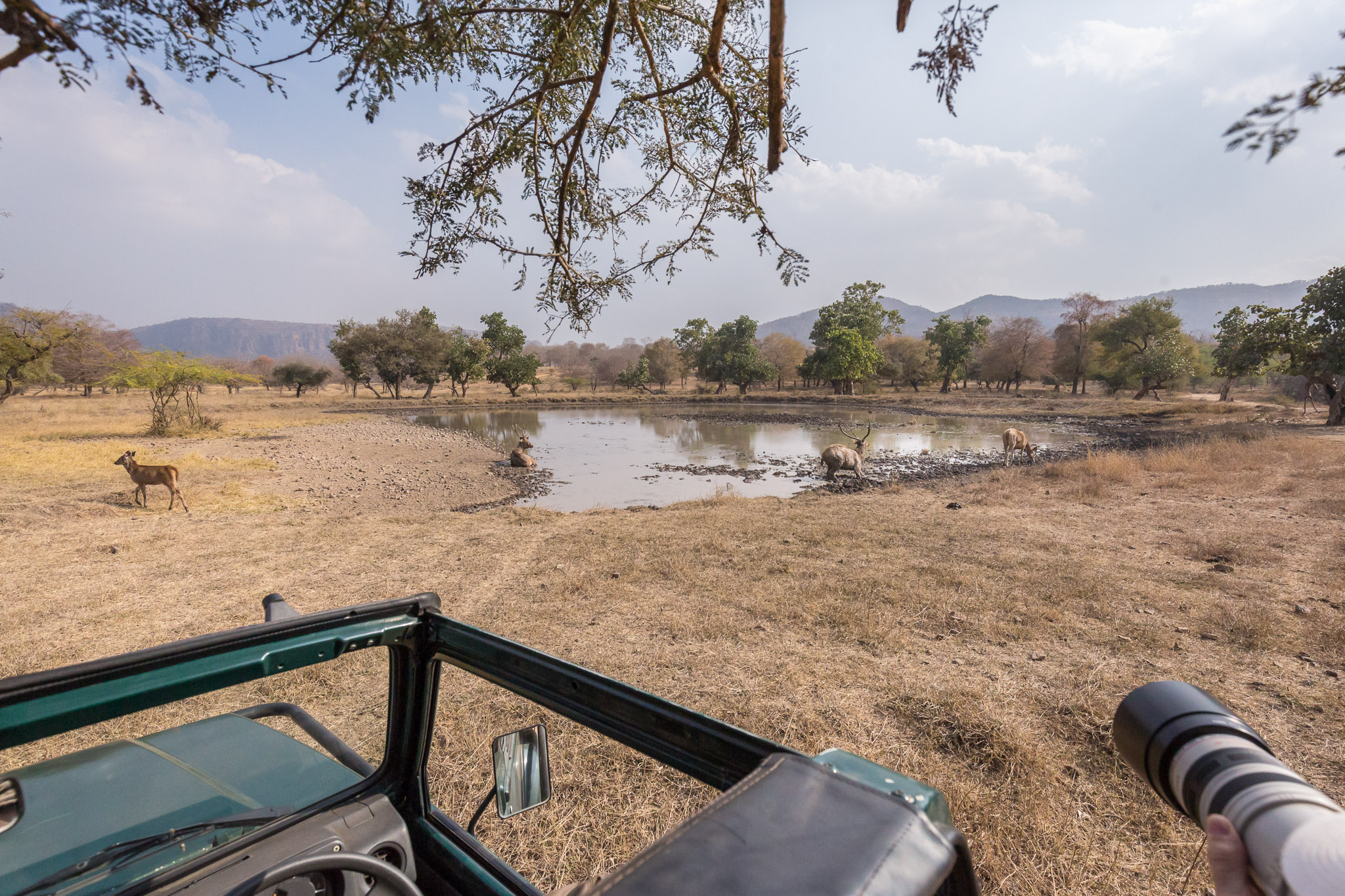 Ranthambore waterhole wildlife