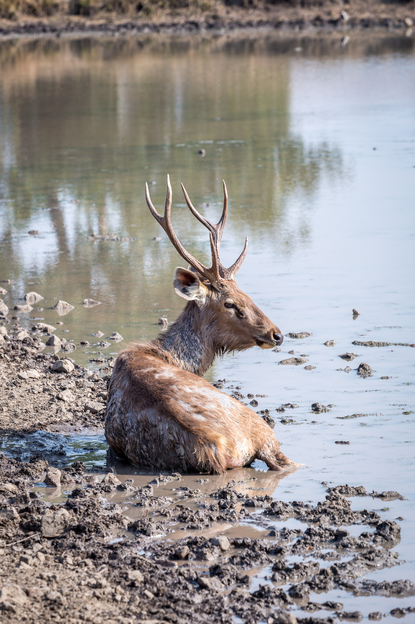 Ranthambore waterhole wildlife