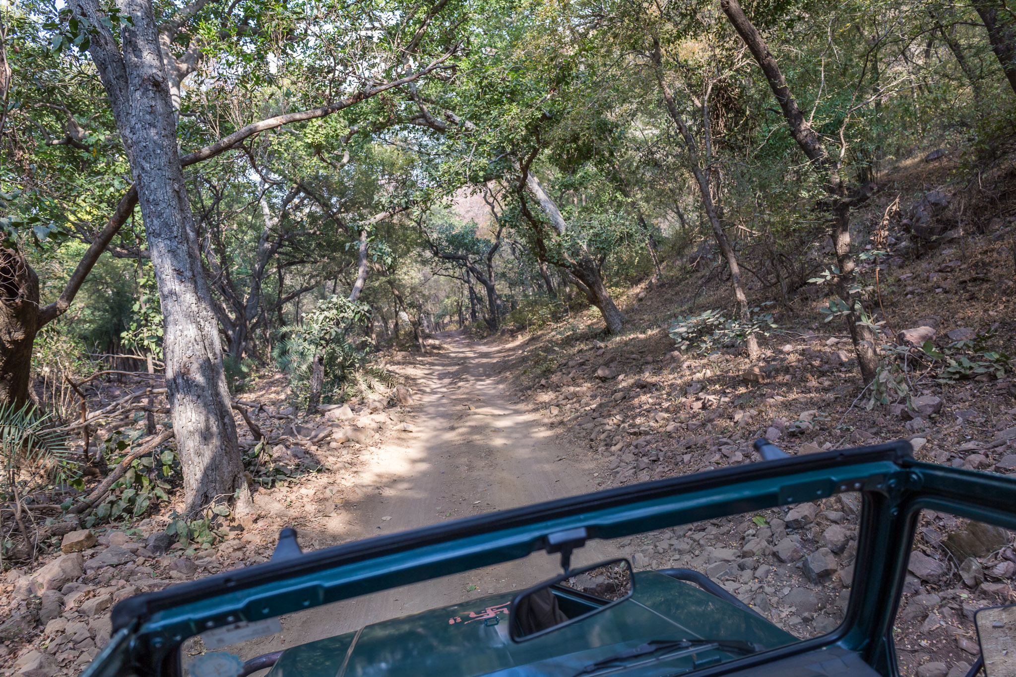 Typical Ranthambore road