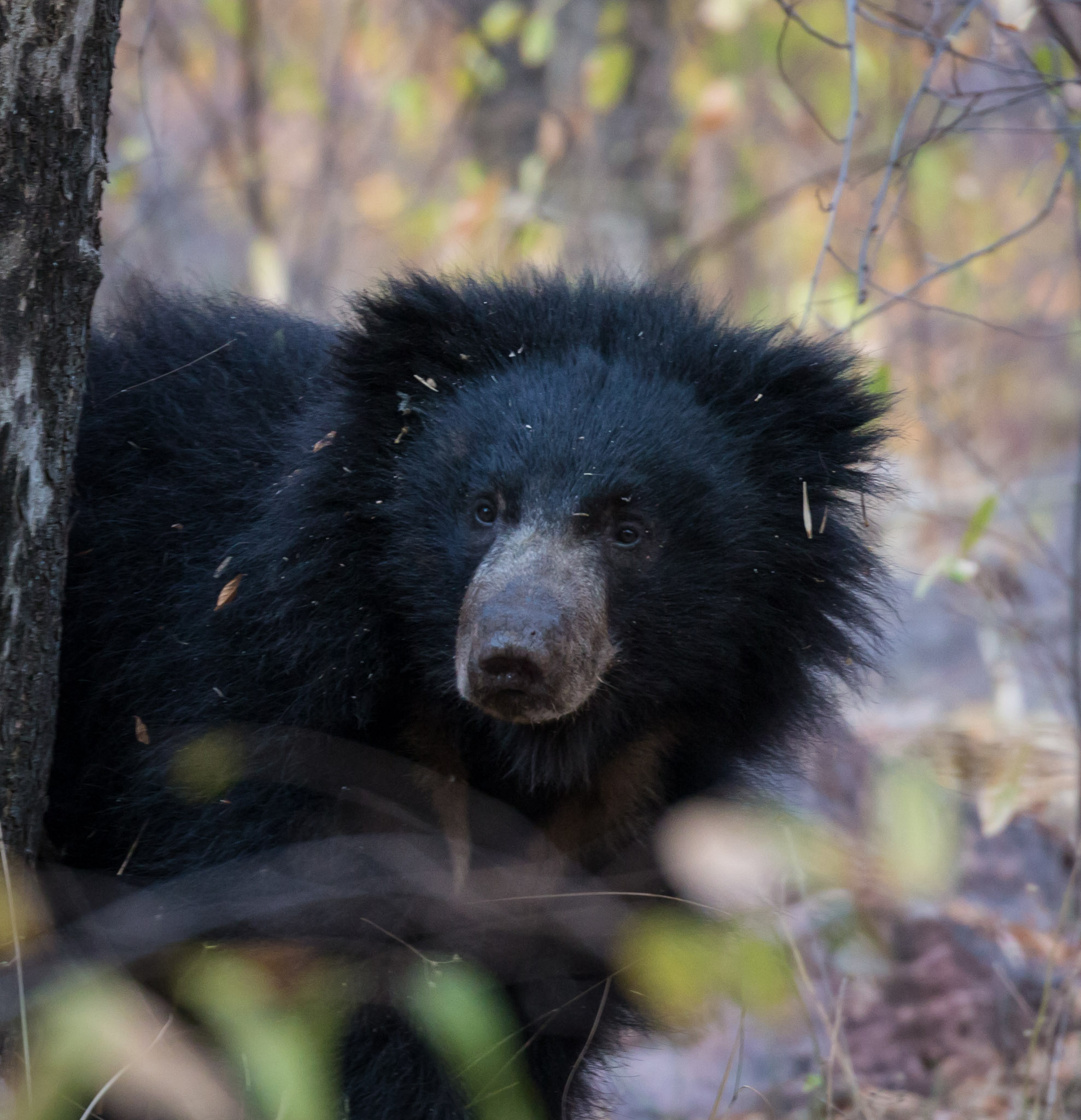 Sloth bear