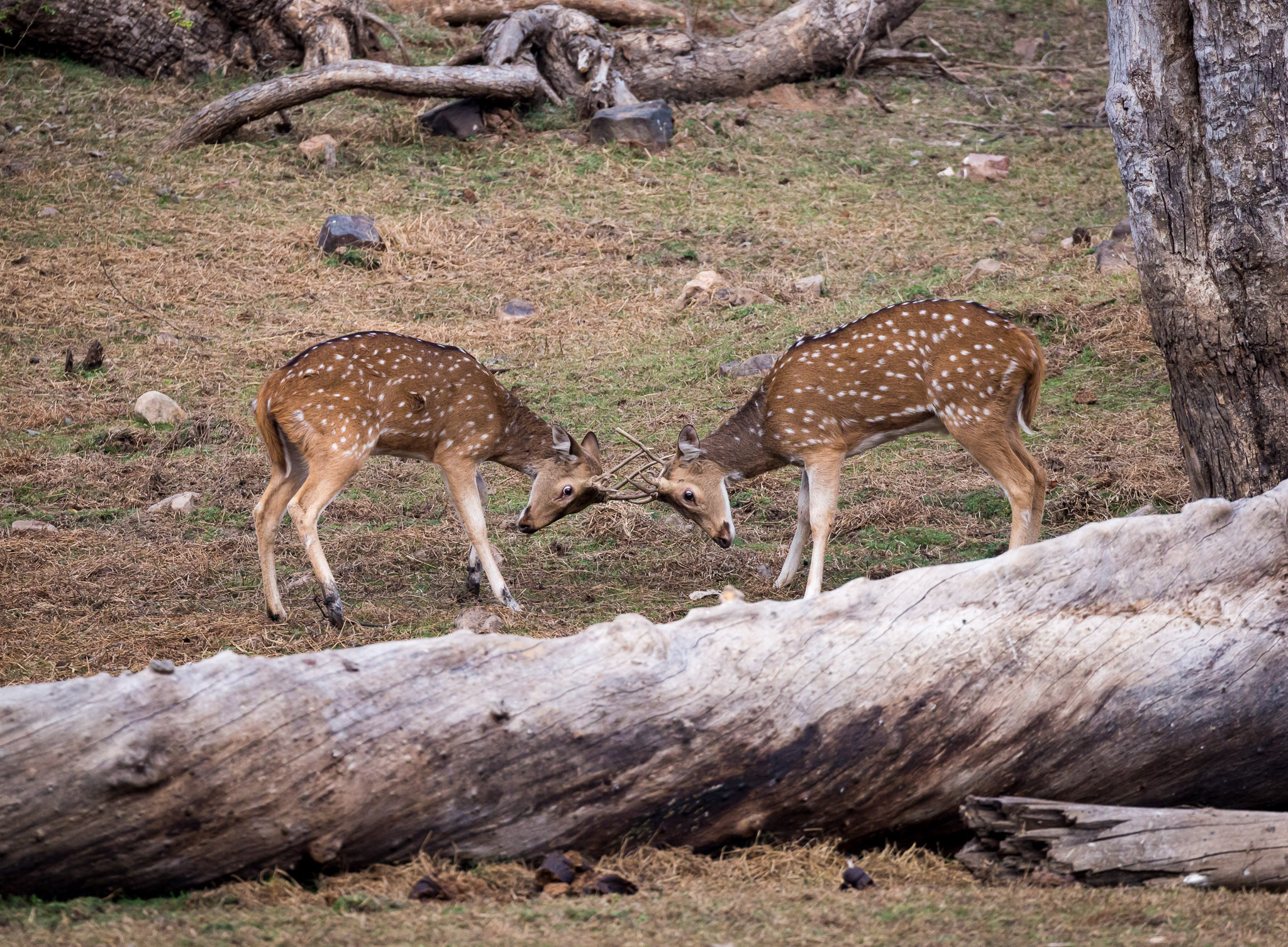 Ranthambore deer