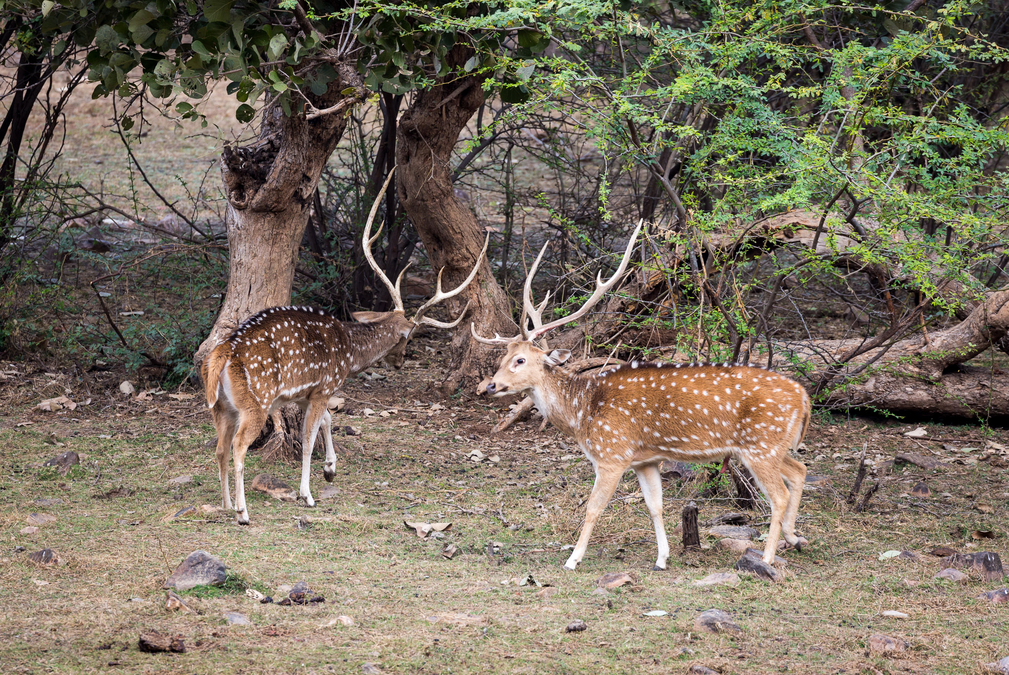 Ranthambore deer