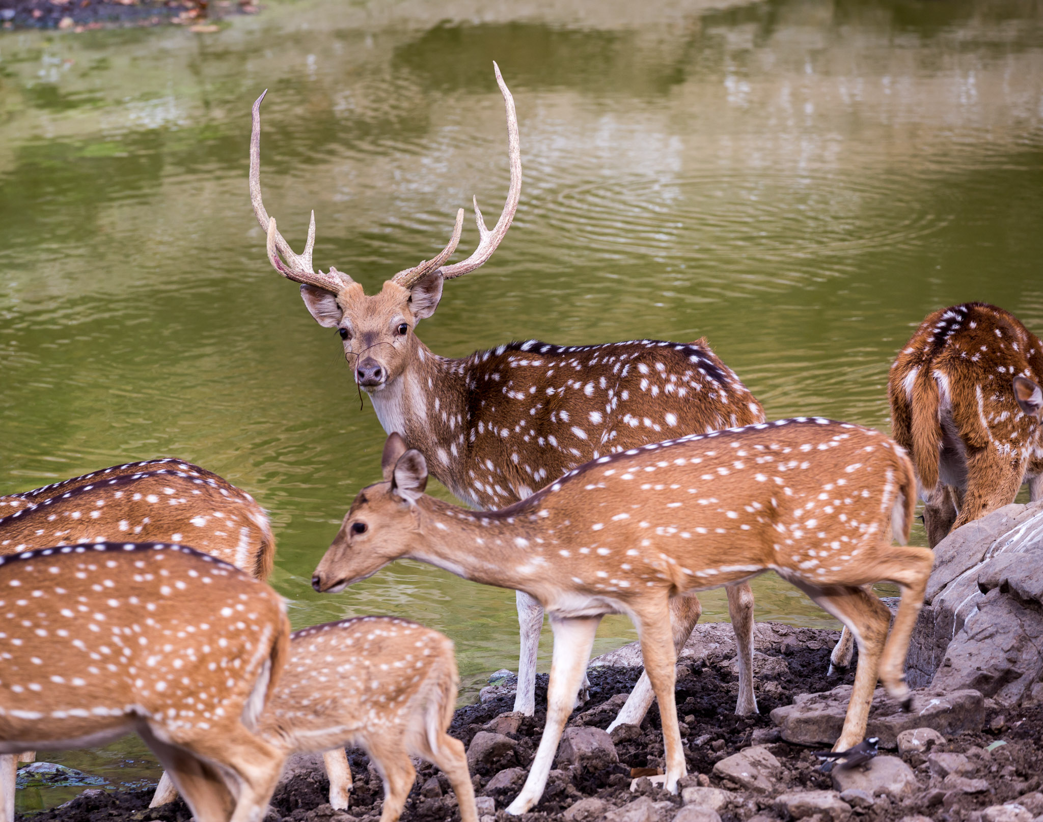 Ranthambore deer