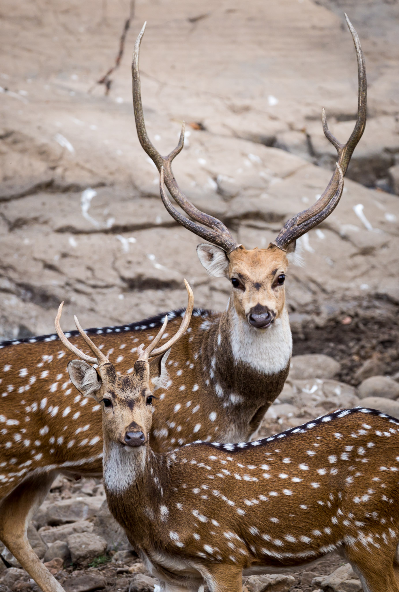 Ranthambore deer