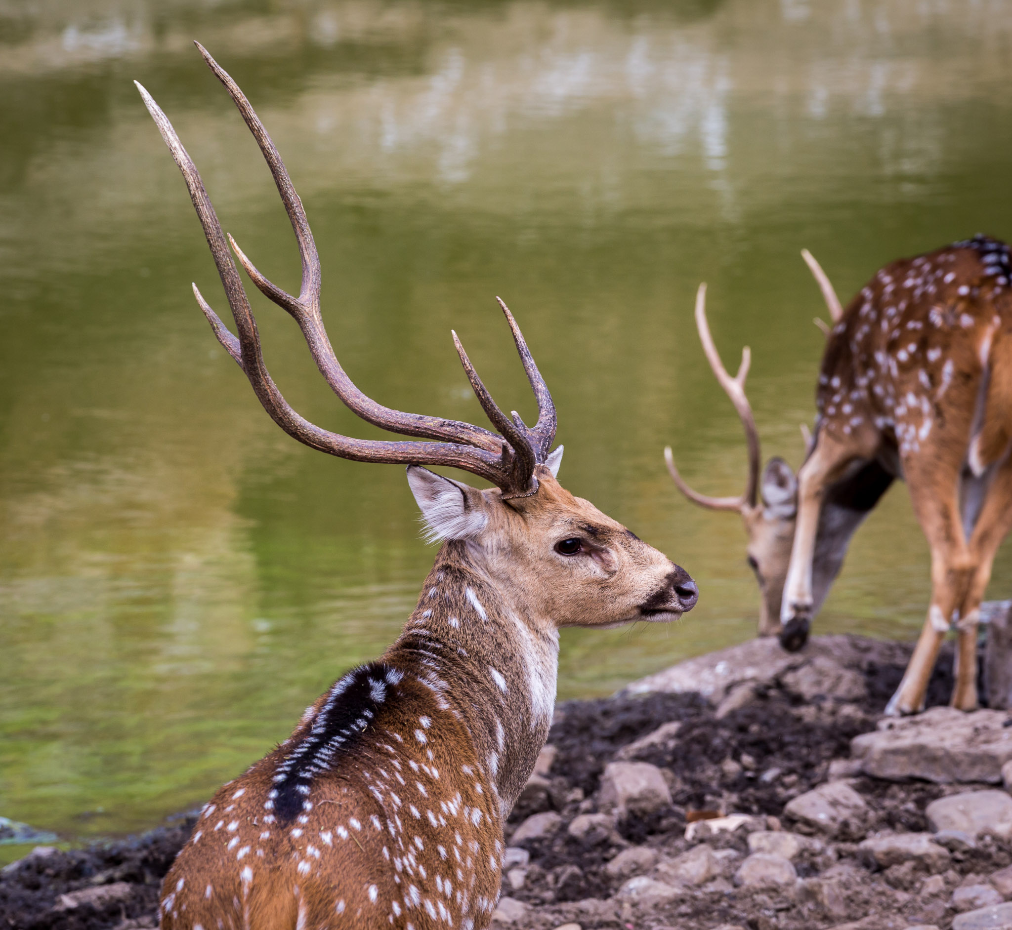 Ranthambore deer