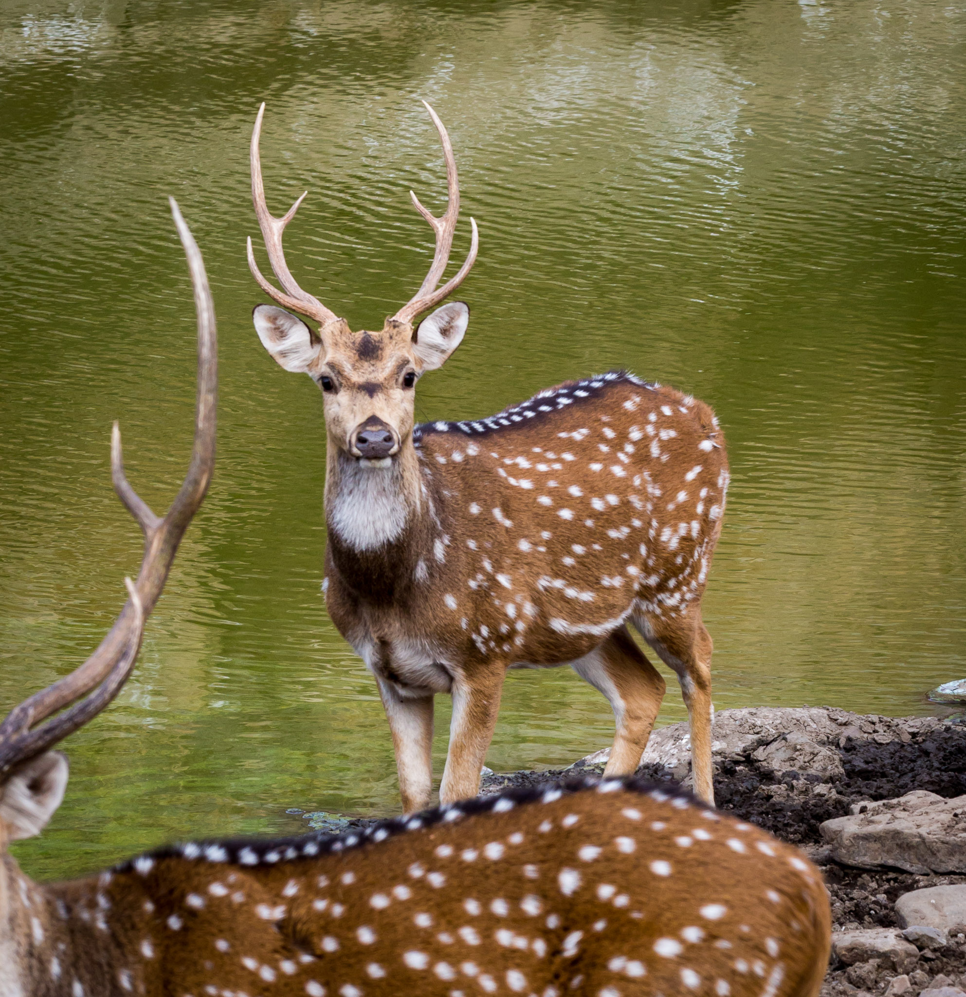 Ranthambore deer