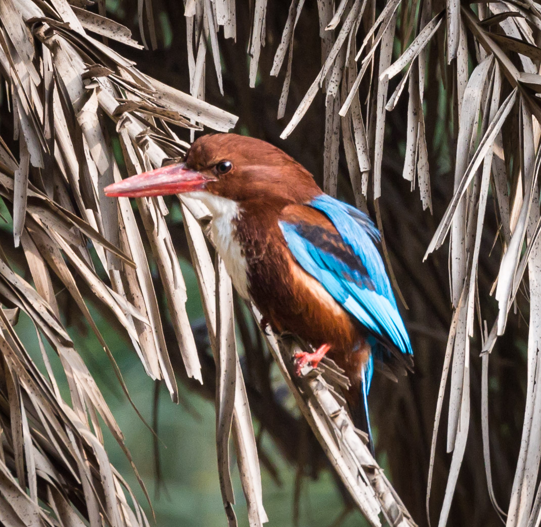 Kingfisher