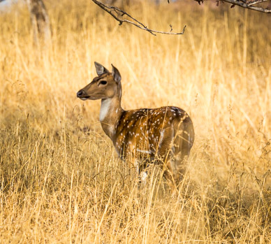 Ranthambore deer