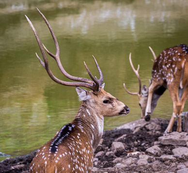 Ranthambore deer