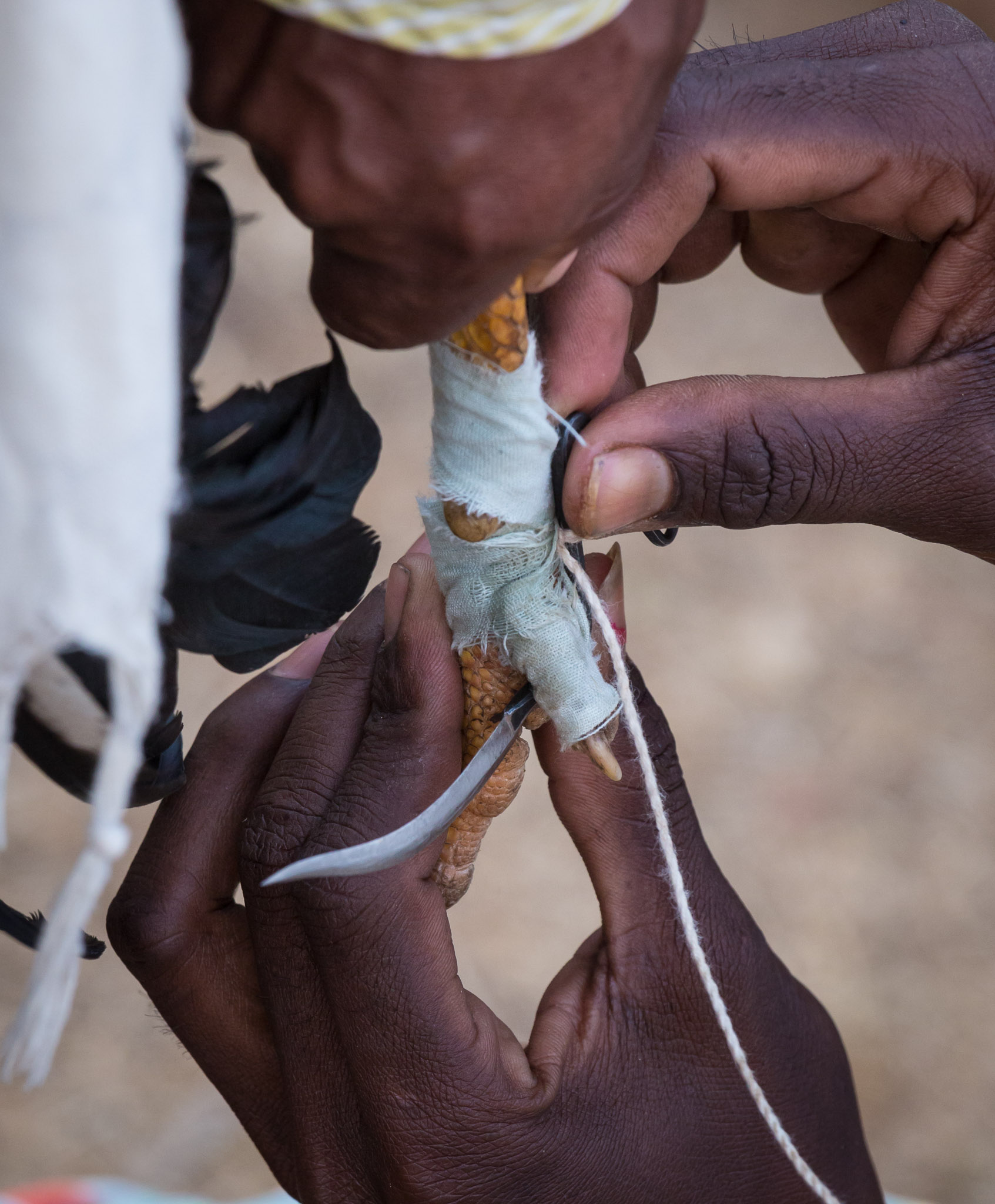 attaching cock fight spur