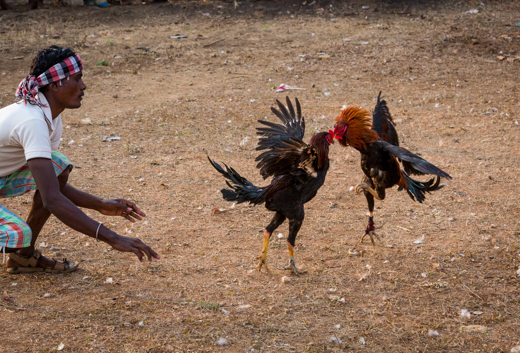 Cock fight