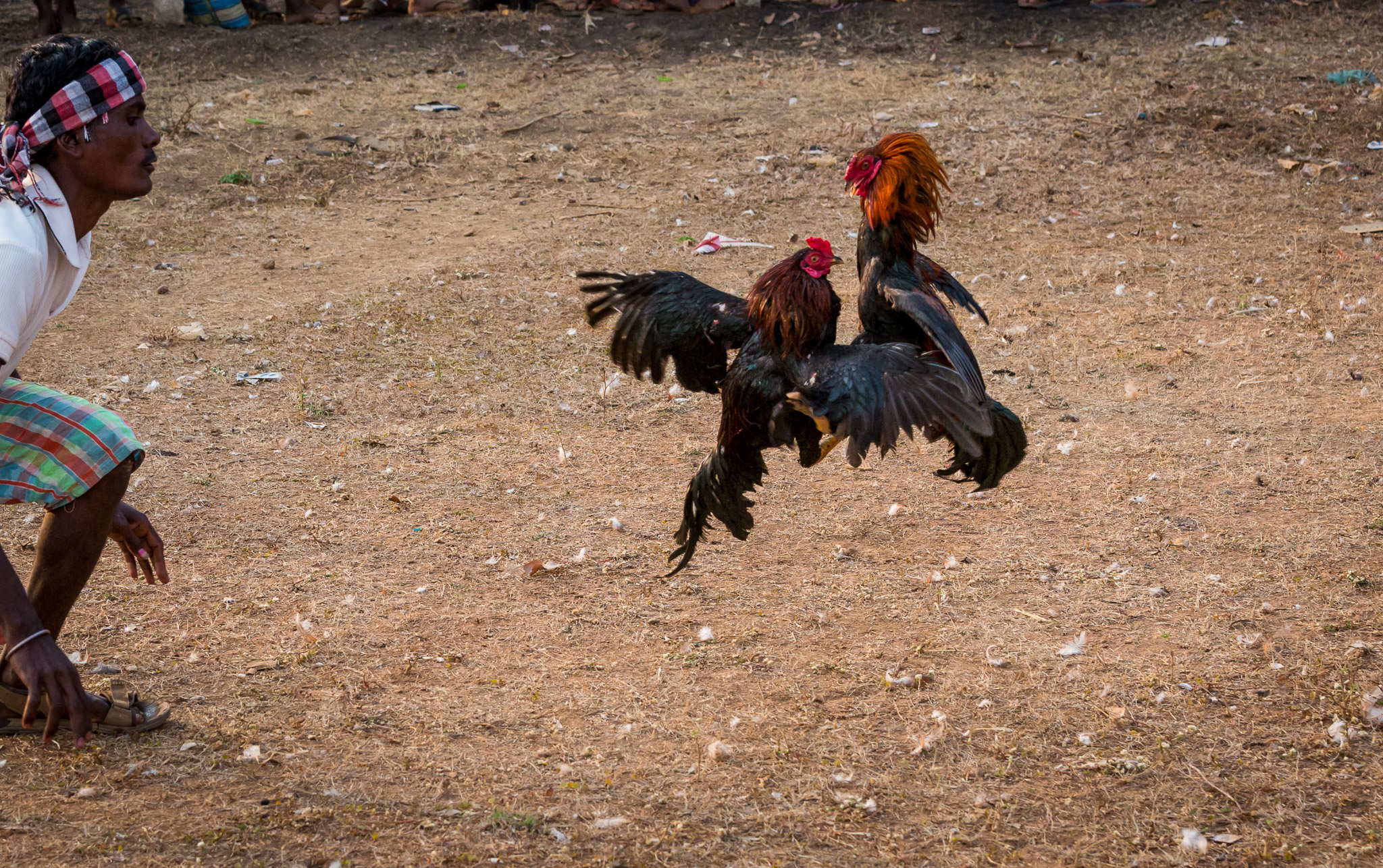 Cock fight