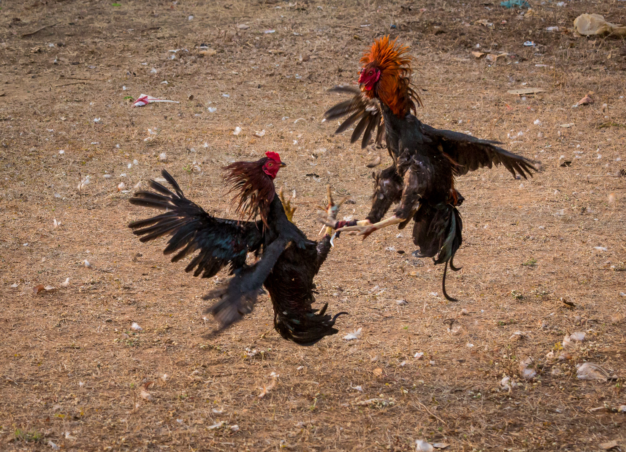 Cock fight