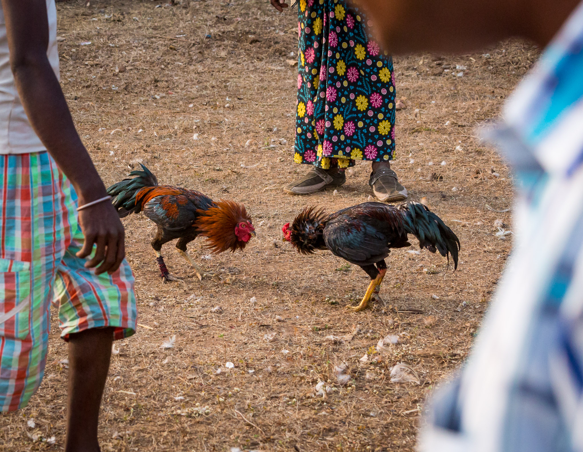 Cocks squaring off