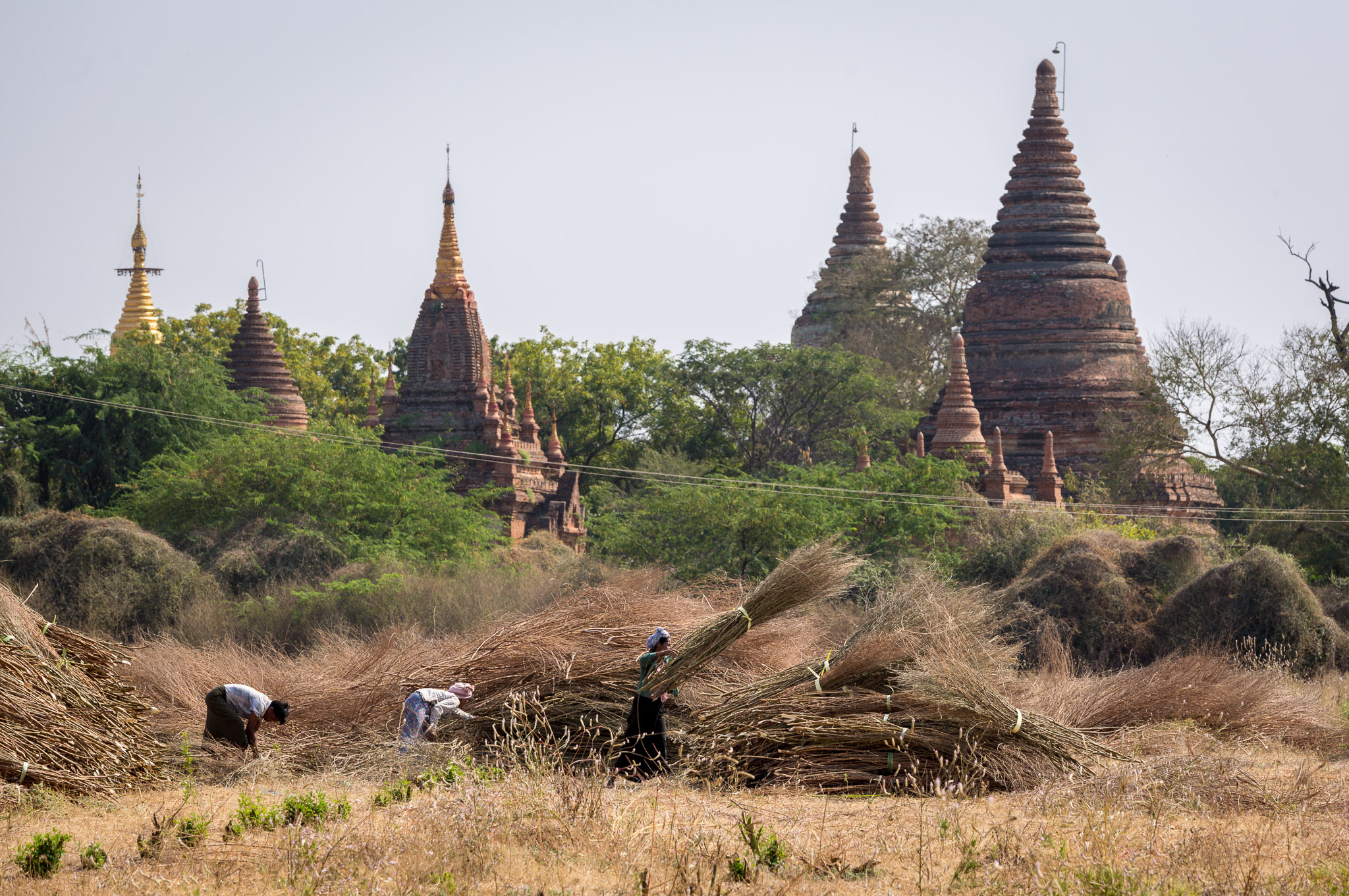 Crop gathering in Bagan field