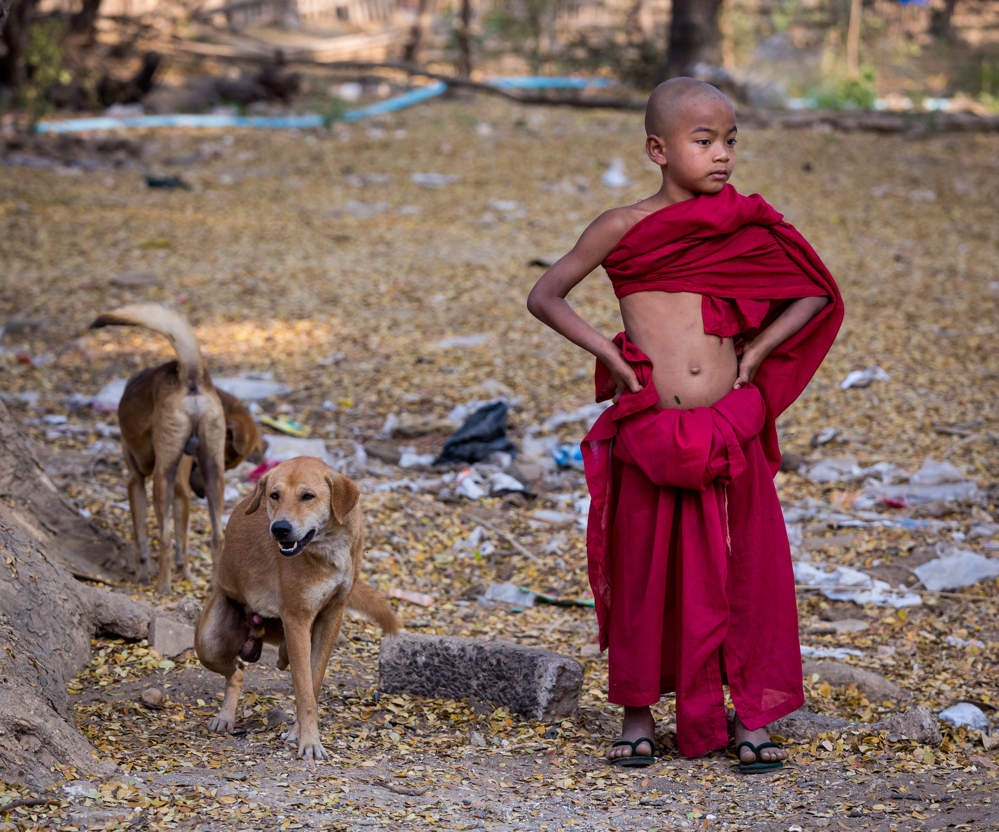 Young monk