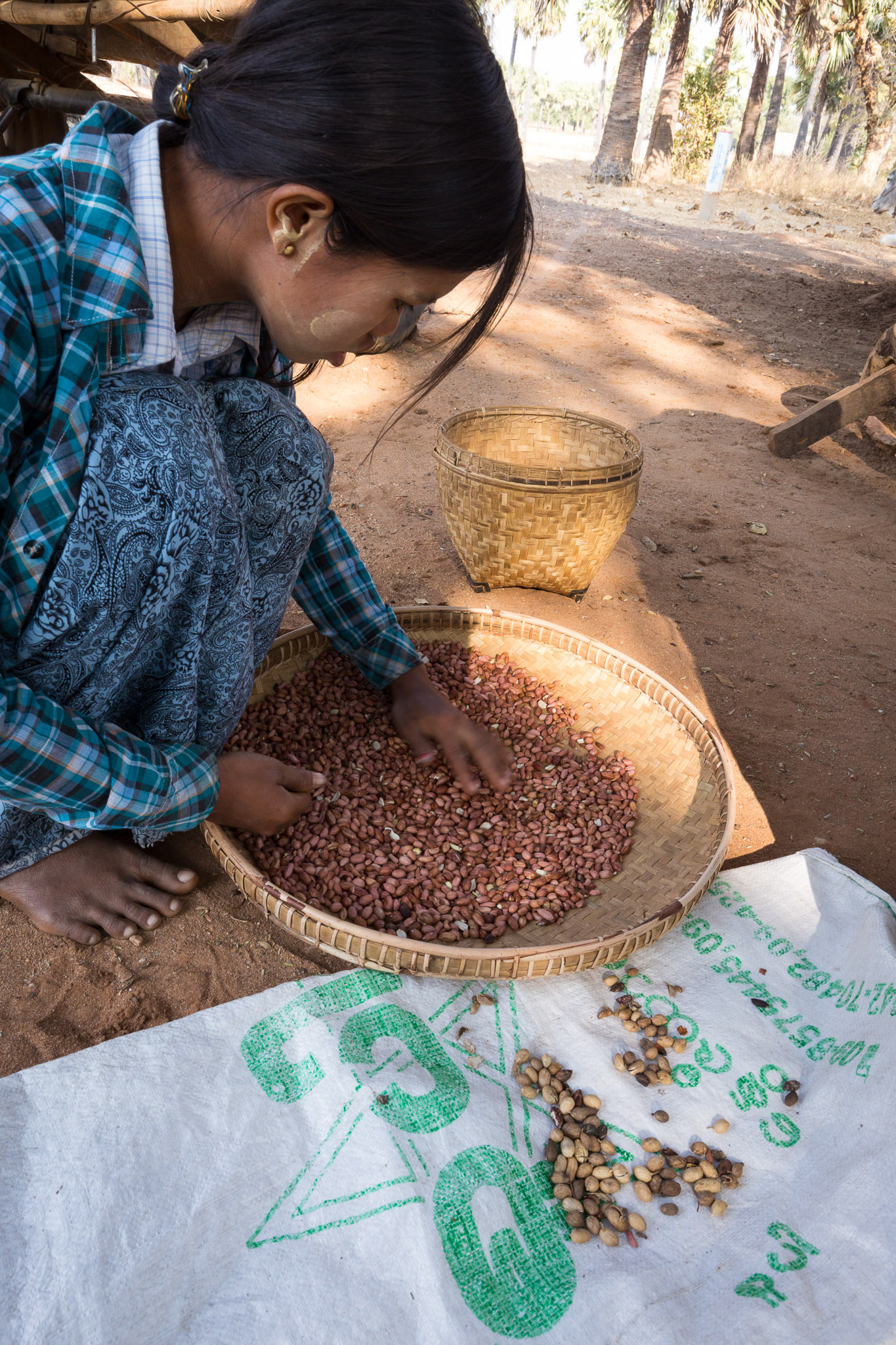 Manufacturing peanut oil