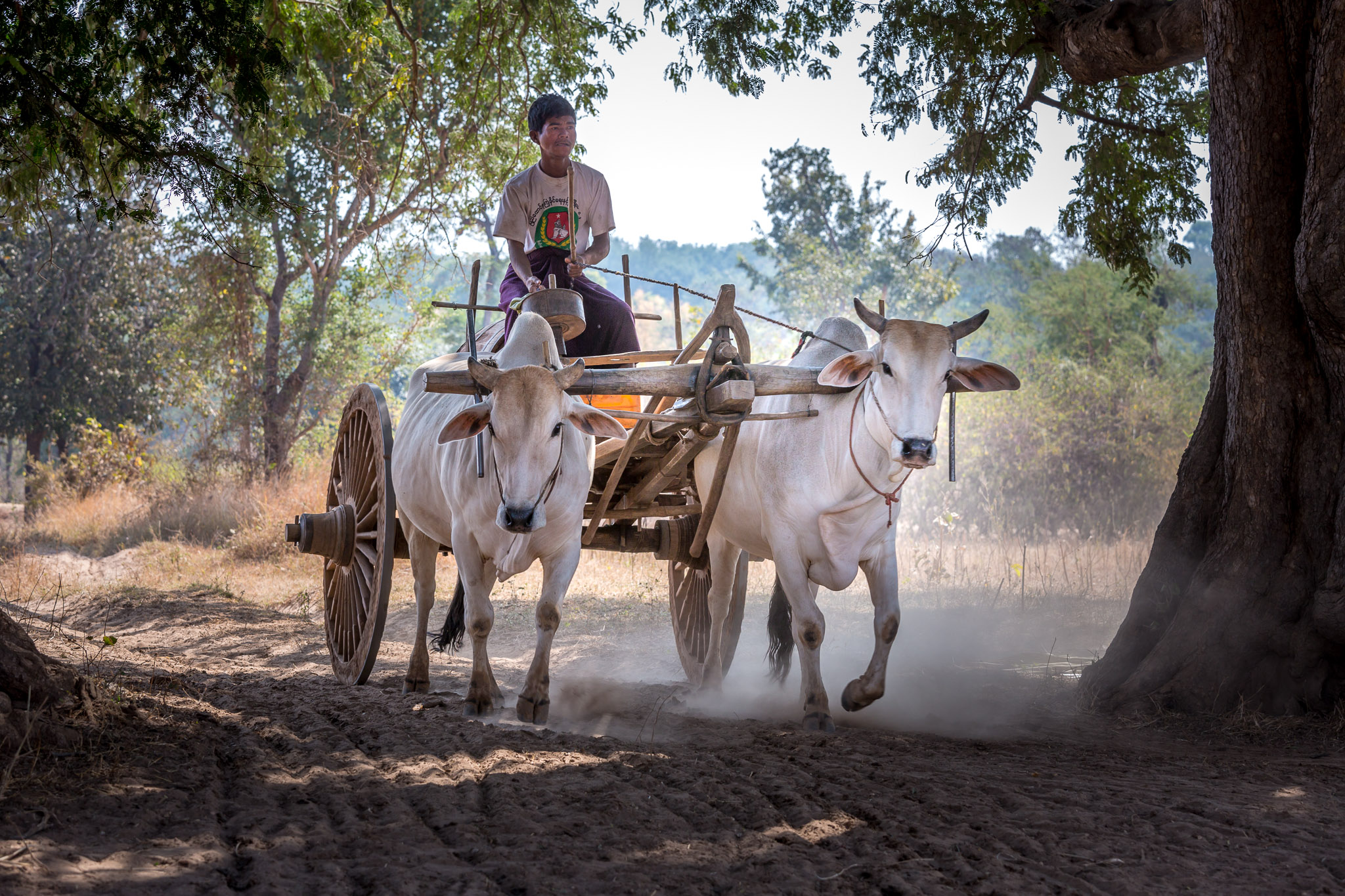 Gathering water by ox cart