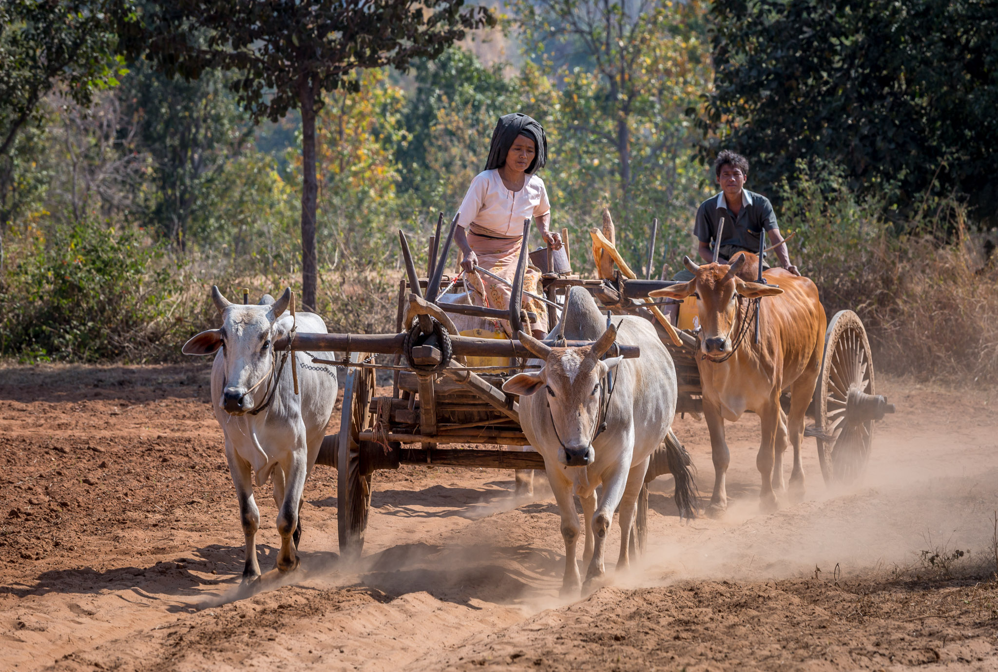 Gathering water by ox cart