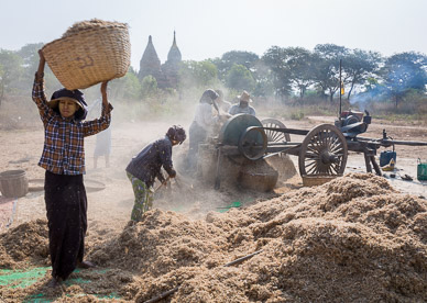 Threshing in Bagan field