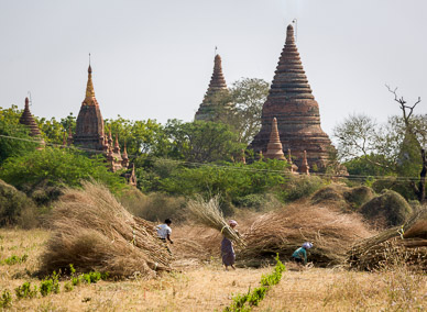 Crop gathering in Bagan field