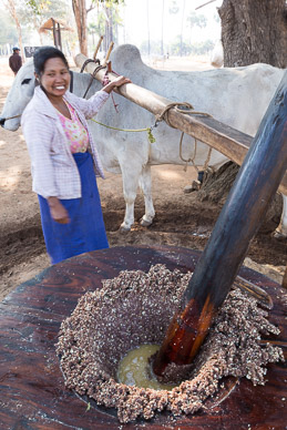 Manufacturing peanut oil