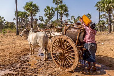 Gathering water by ox cart