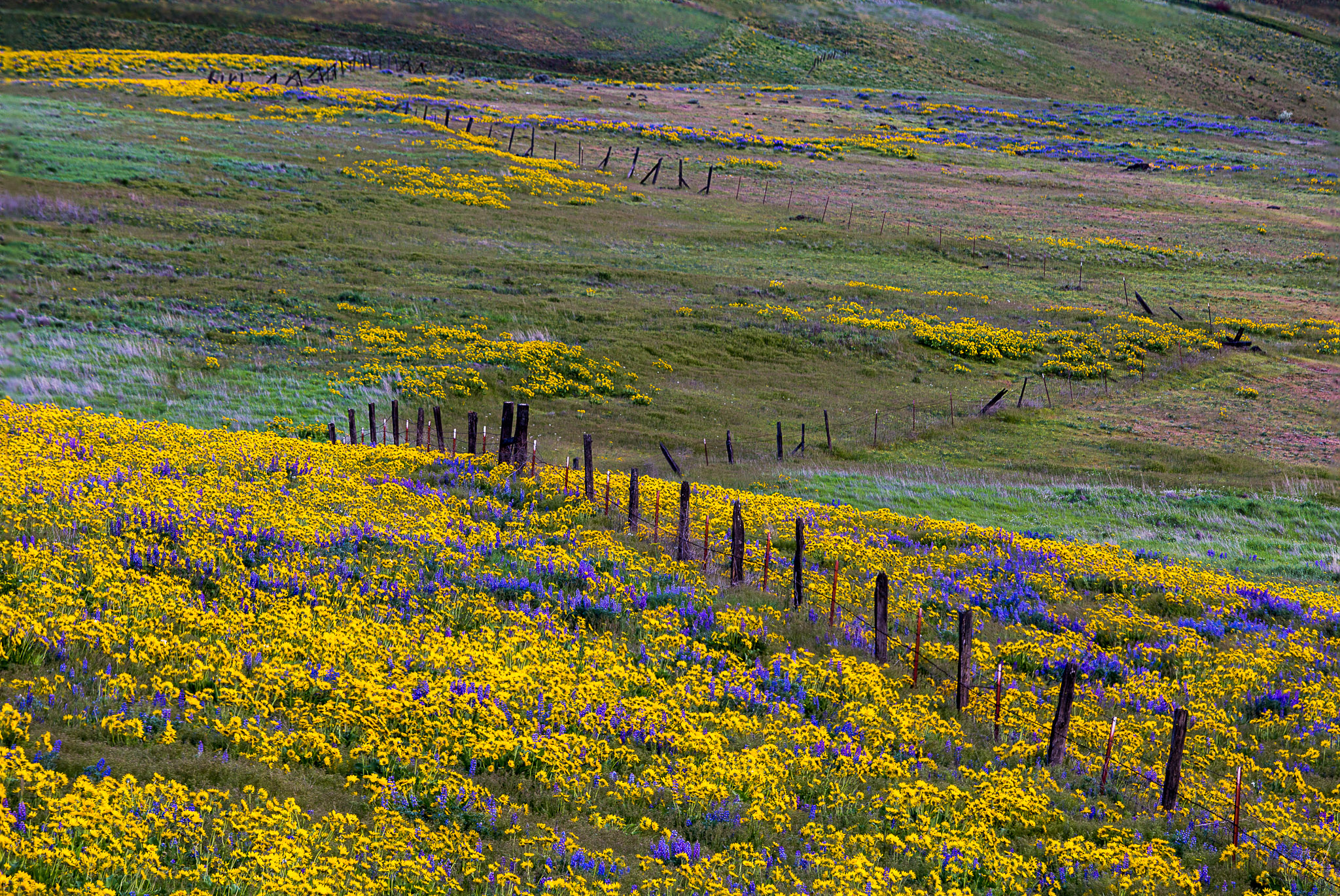 Columbia Hills State Park Wildflowers