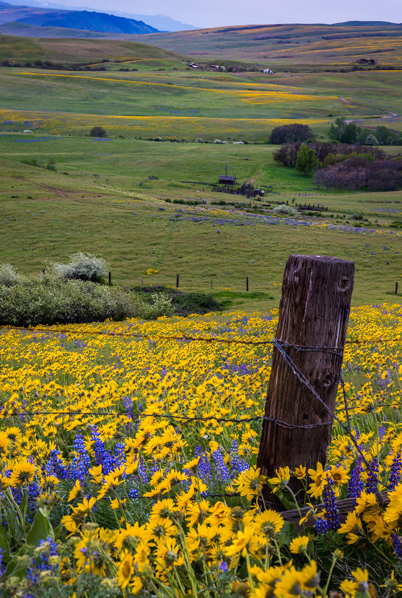 Columbia Hills State Park Wildflowers