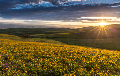 Columbia Hills State Park Wildflowers