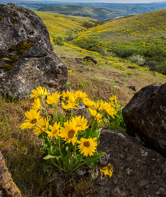 Columbia Hills State Park Wildflowers