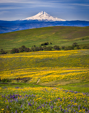 Columbia Hills State Park Wildflowers